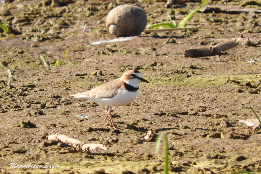 Collared Plover - Maximiliano Sager
