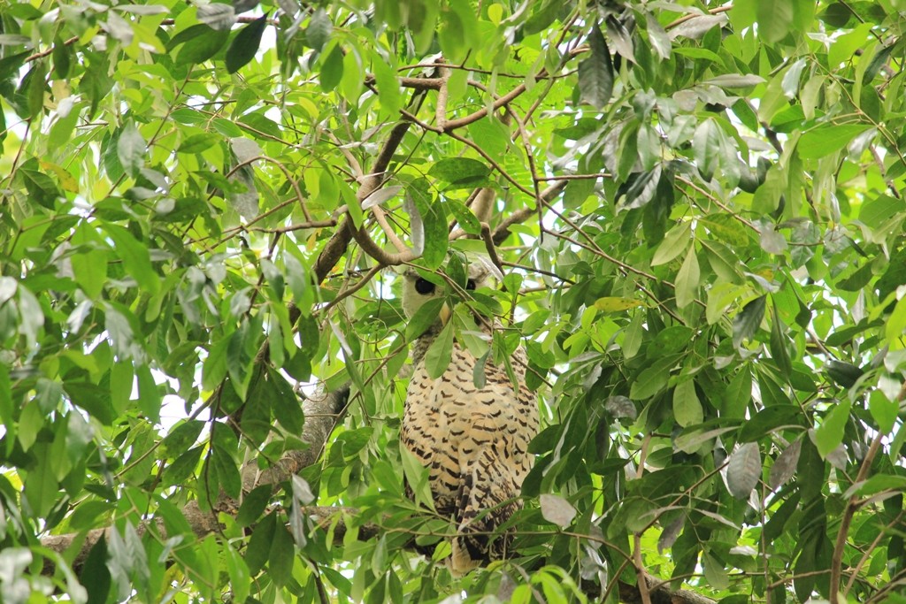 Spot-bellied Eagle-Owl - kuttettan munnar