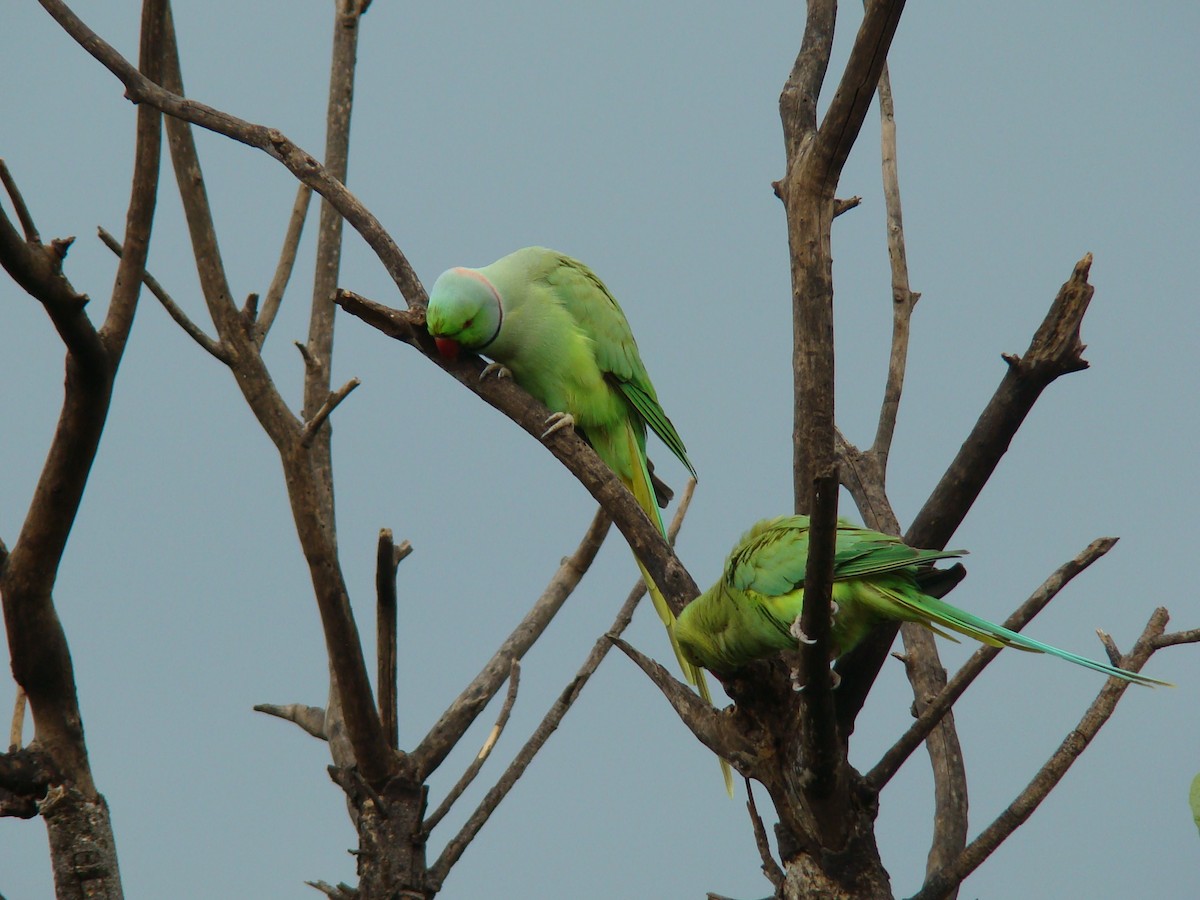Rose-ringed Parakeet - Ashwin Viswanathan