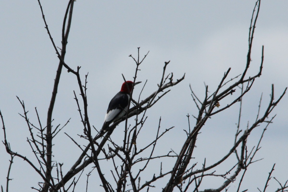 Red-headed Woodpecker - Dan Orr