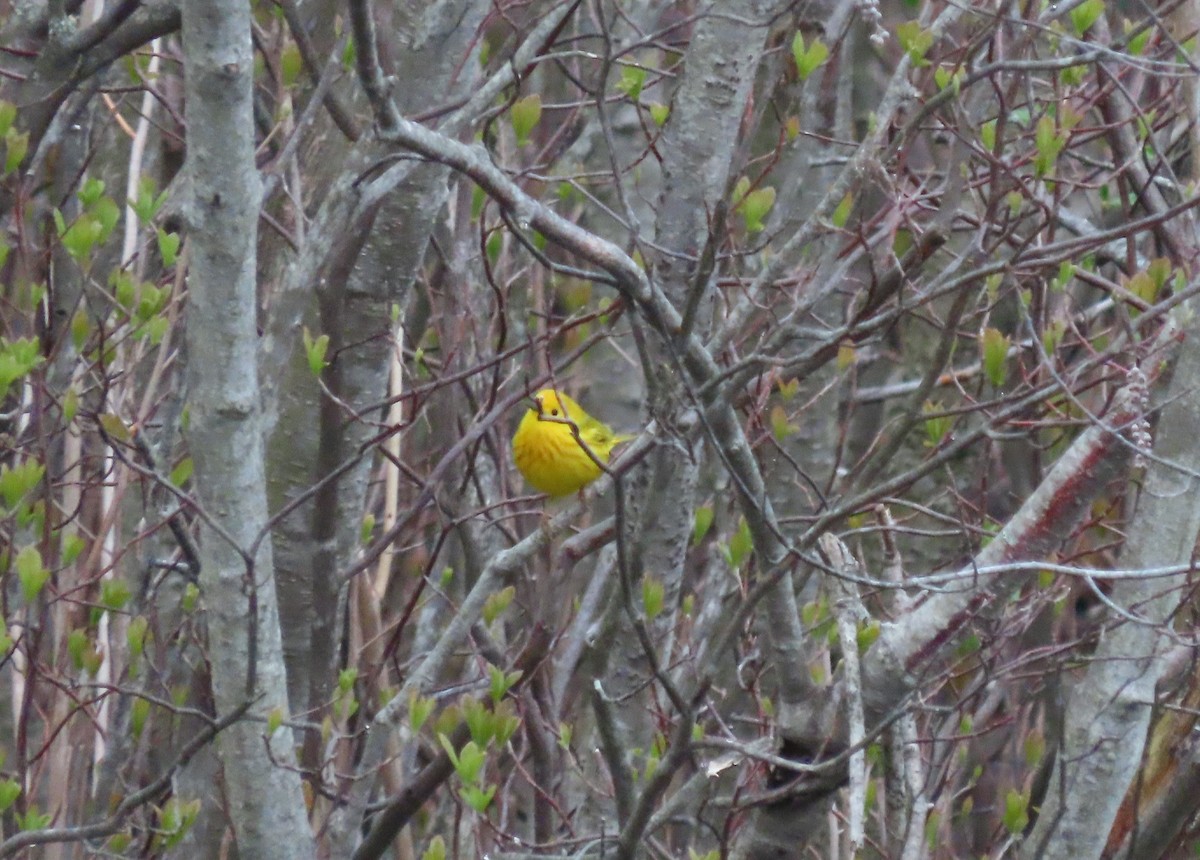 Yellow Warbler - ML334131301