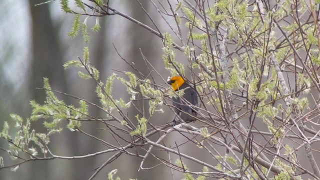 Yellow-headed Blackbird - ML334135371