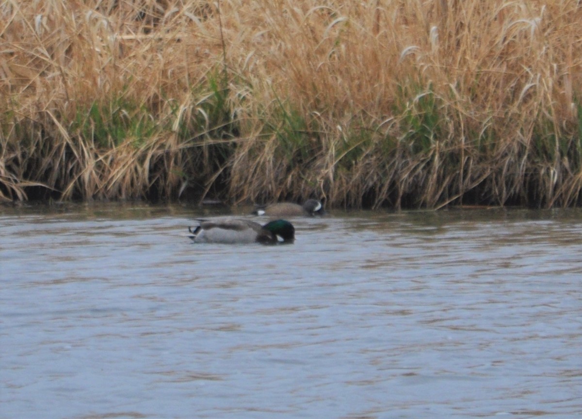 Blue-winged Teal - ML334137691
