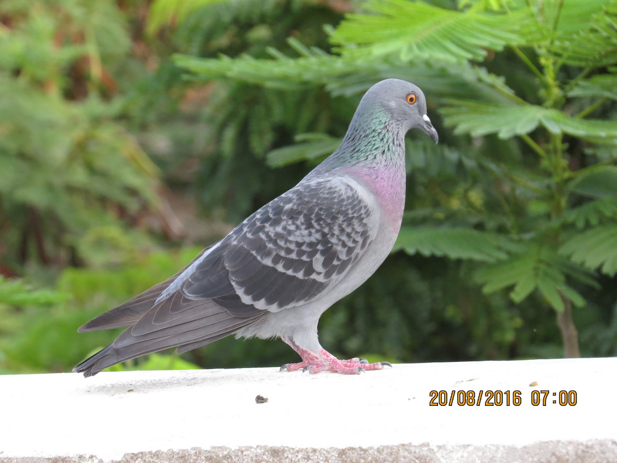 Rock Pigeon (Feral Pigeon) - NALINI RAMAN