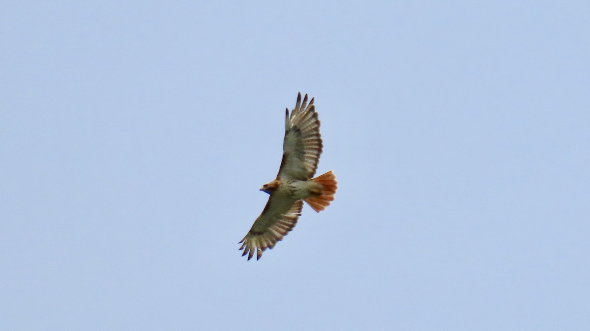 Red-tailed Hawk - Richard Gregg