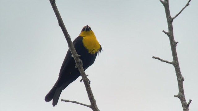 Yellow-headed Blackbird - ML334138851