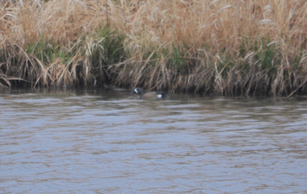 Blue-winged Teal - ML334138971