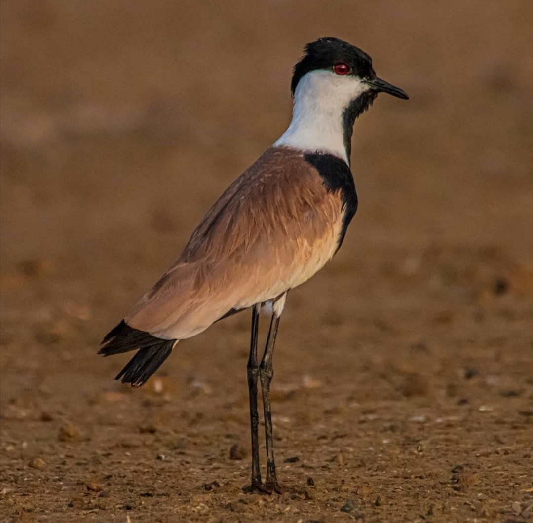 Spur-winged Lapwing - ML334139821