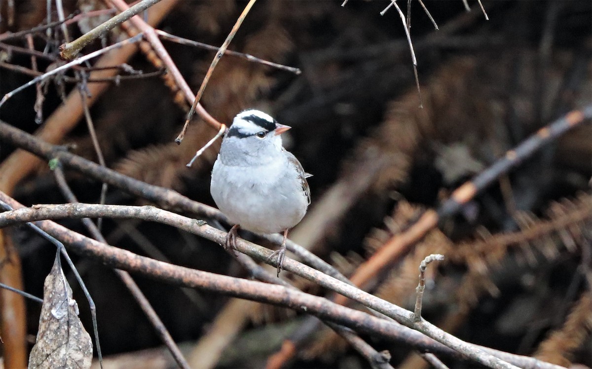 White-crowned Sparrow - ML334142621