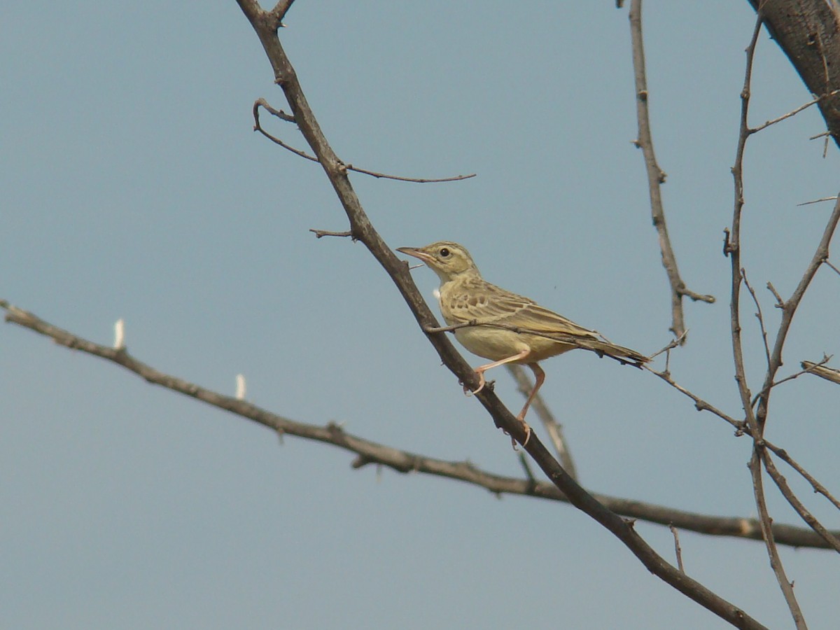 pipit sp. - ML33414341