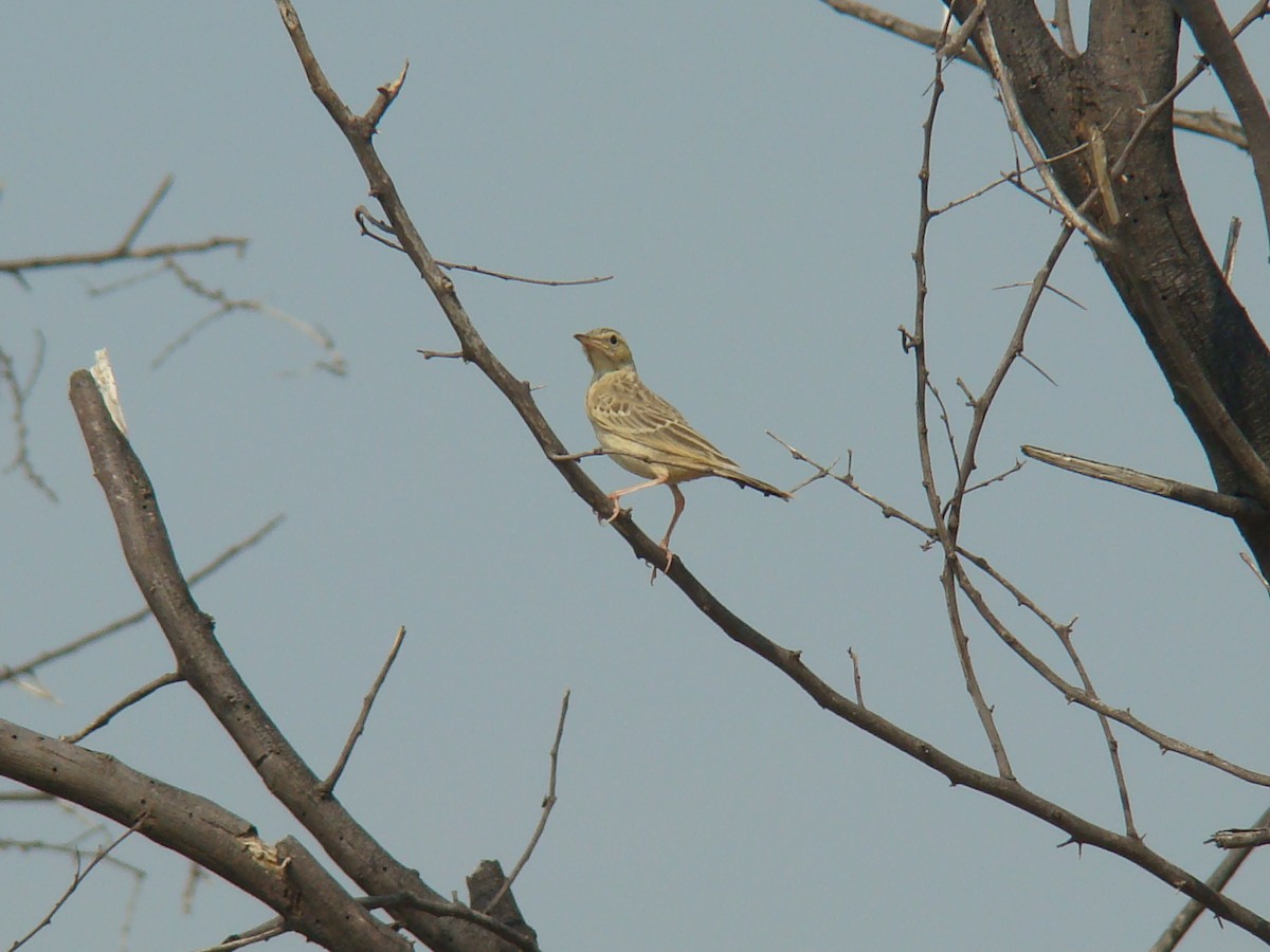 pipit sp. - ML33414371