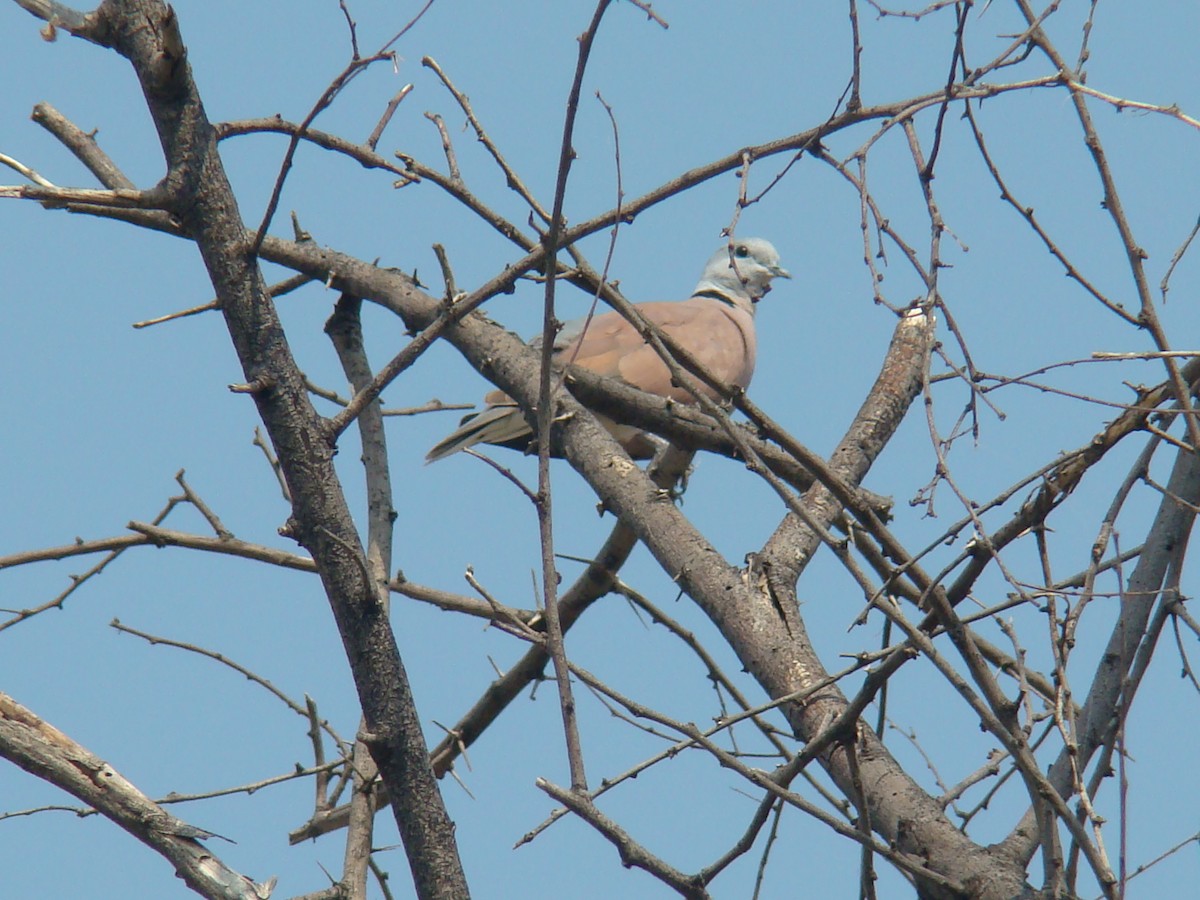 Red Collared-Dove - ML33414391