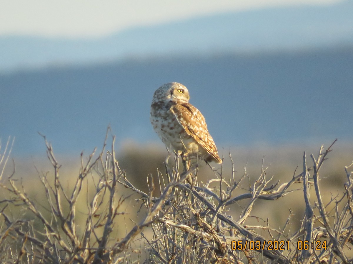 Burrowing Owl - ML334144371