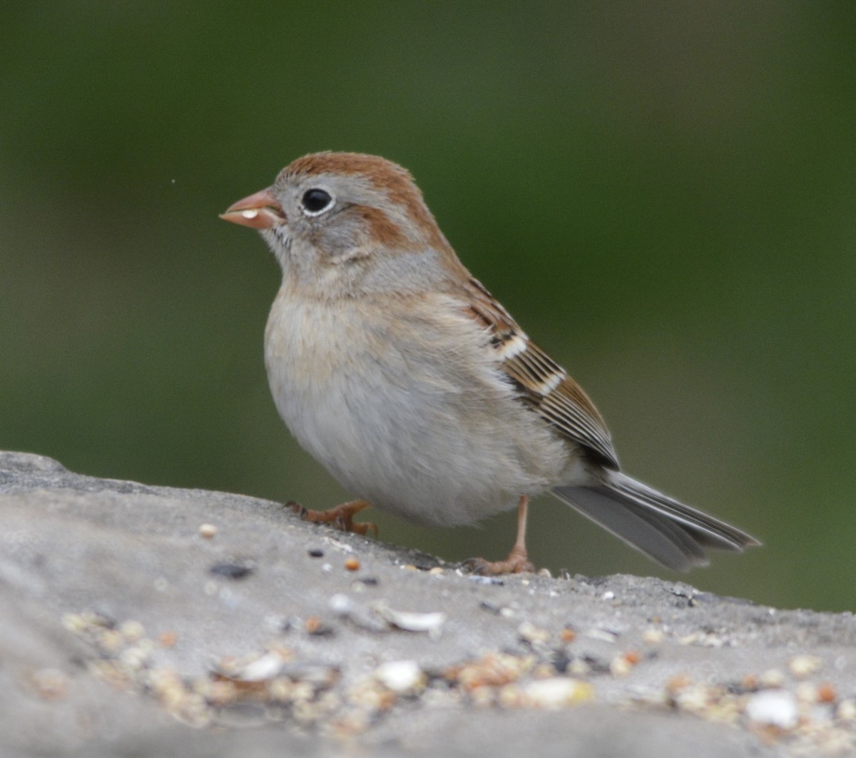 Field Sparrow - ML334151971