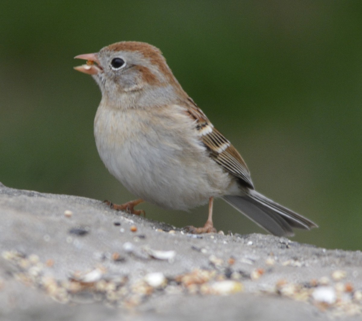 Field Sparrow - ML334152171