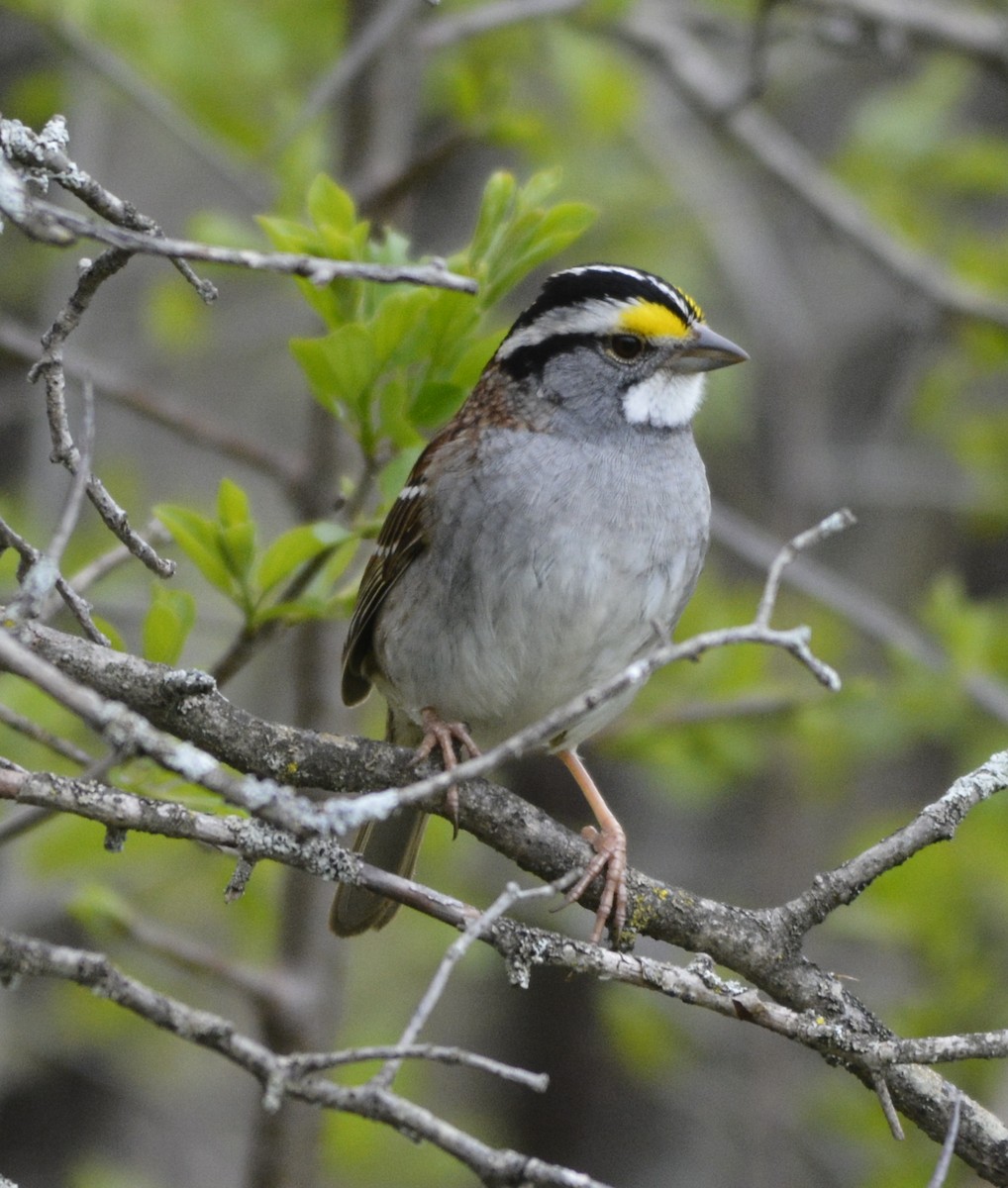 White-throated Sparrow - ML334152211