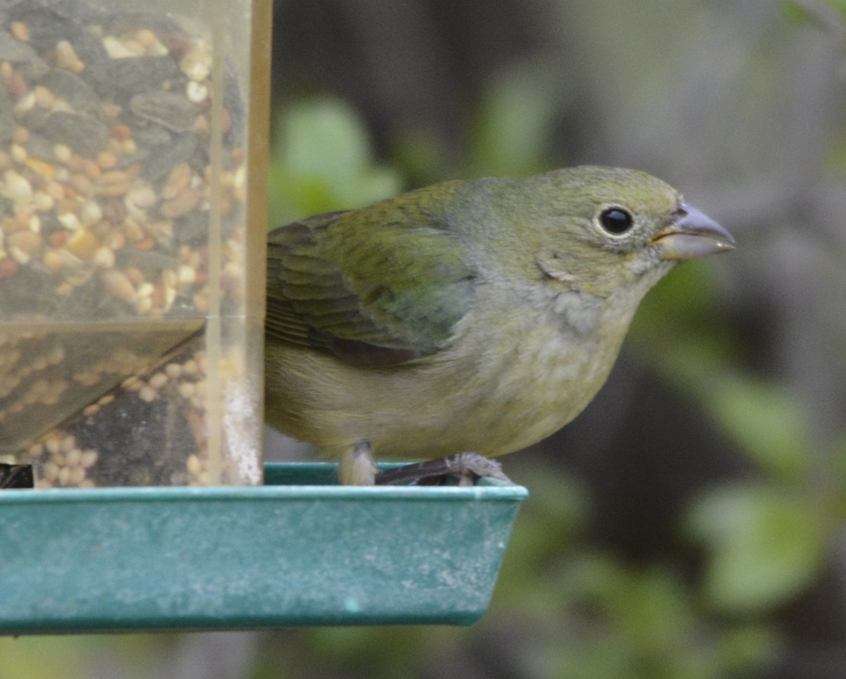 Painted Bunting - ML334152341
