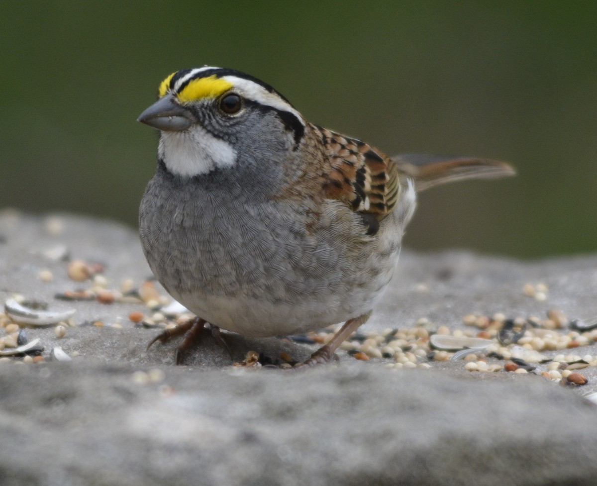White-throated Sparrow - ML334152481