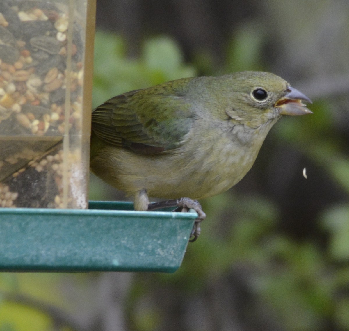 Painted Bunting - ML334152631