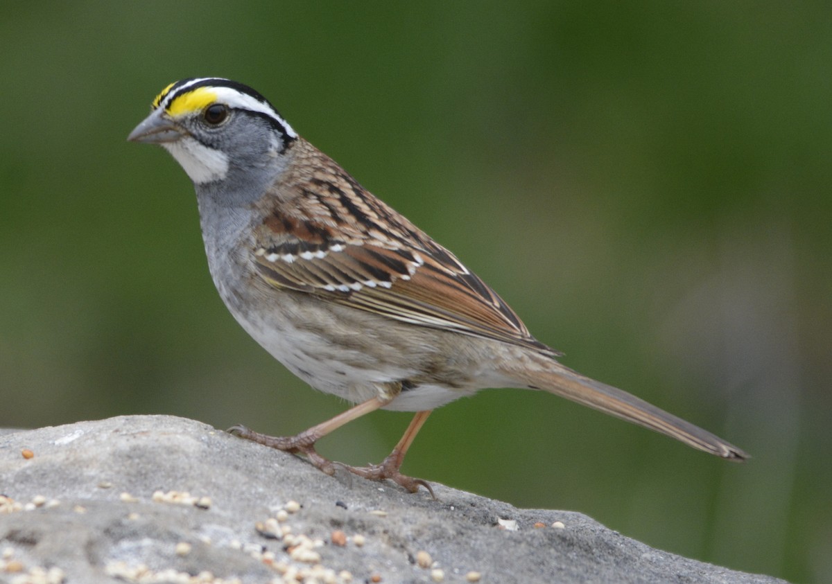 White-throated Sparrow - Geoff Carpentier