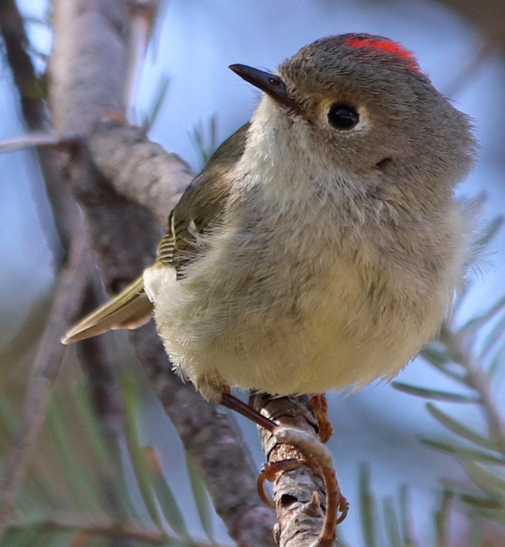 Ruby-crowned Kinglet - Jean Laperrière COHL