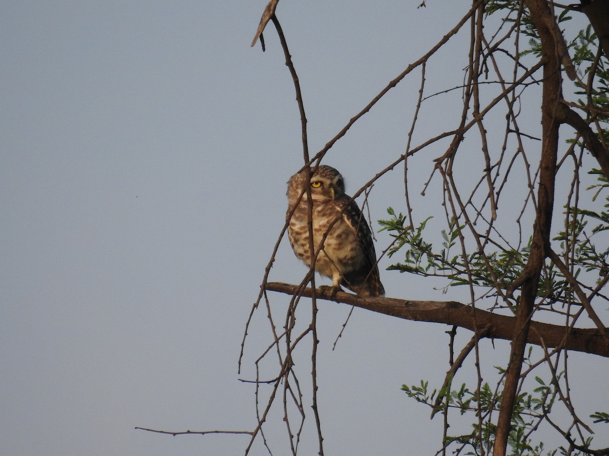 Spotted Owlet - Sovan Gupta