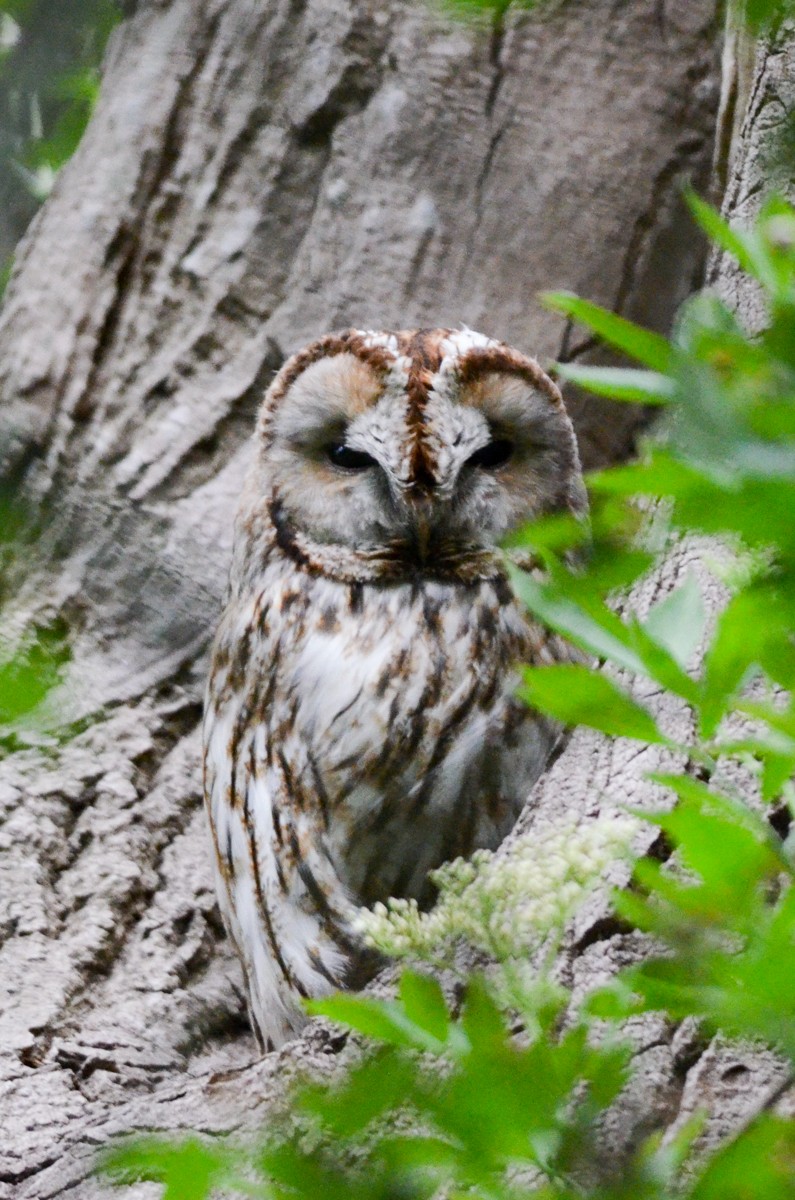 Tawny Owl - ML334165471