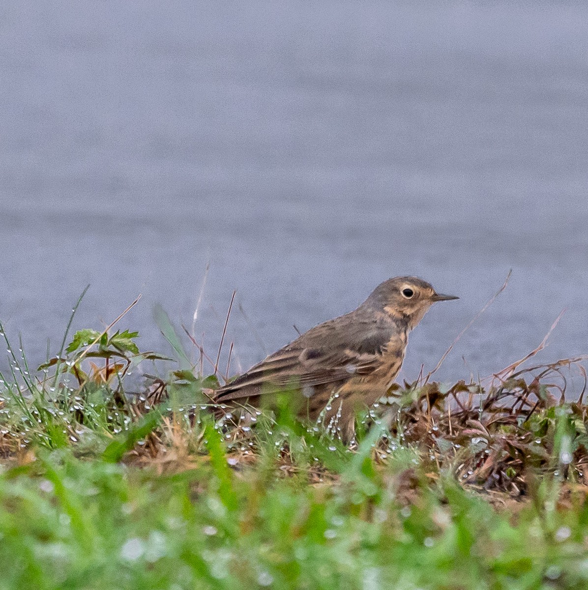 American Pipit - Cindy Kindle