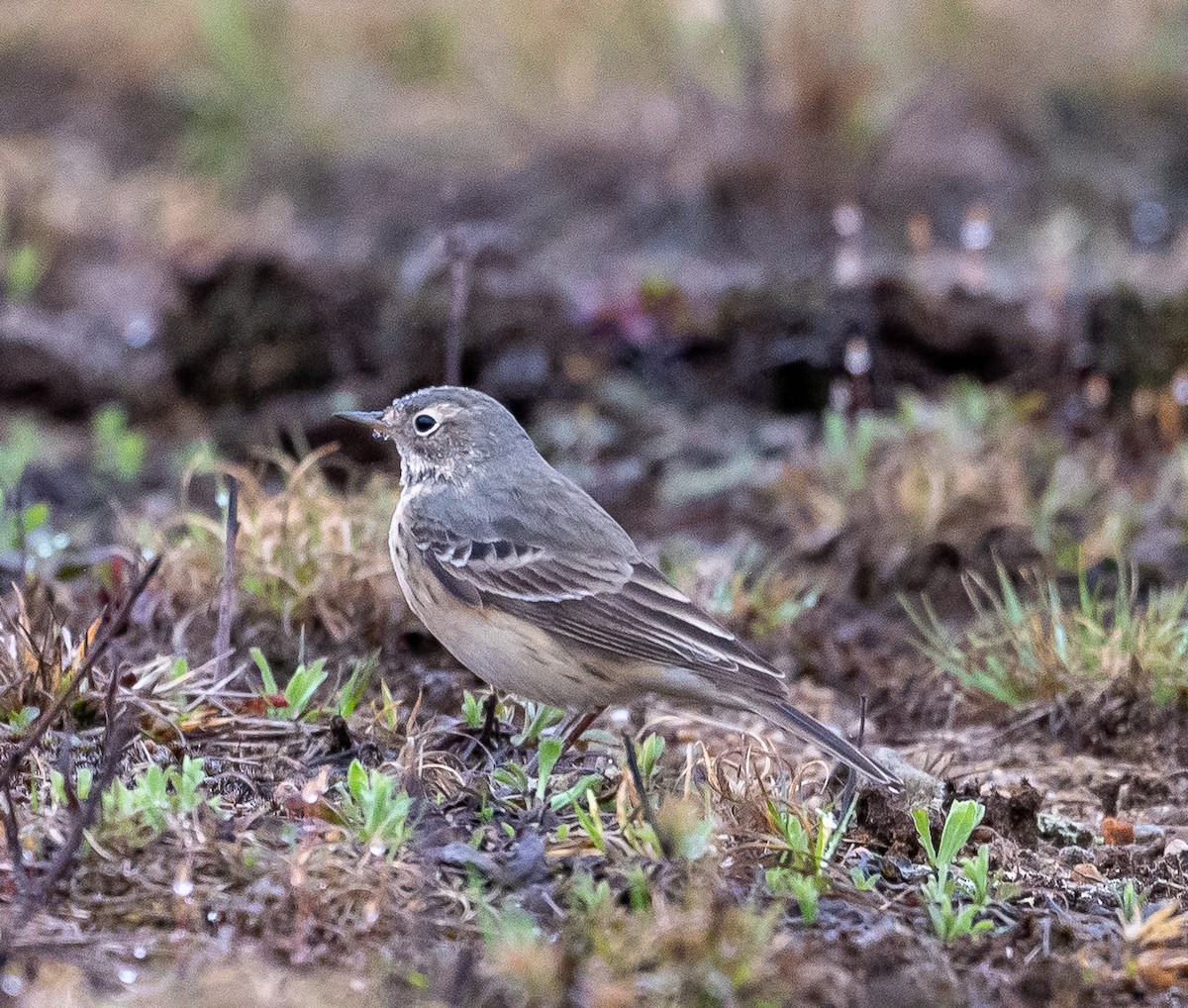 American Pipit - Cindy Kindle