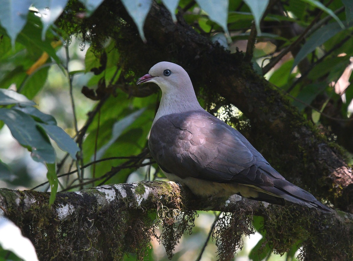 Mountain Imperial-Pigeon - ML334169711