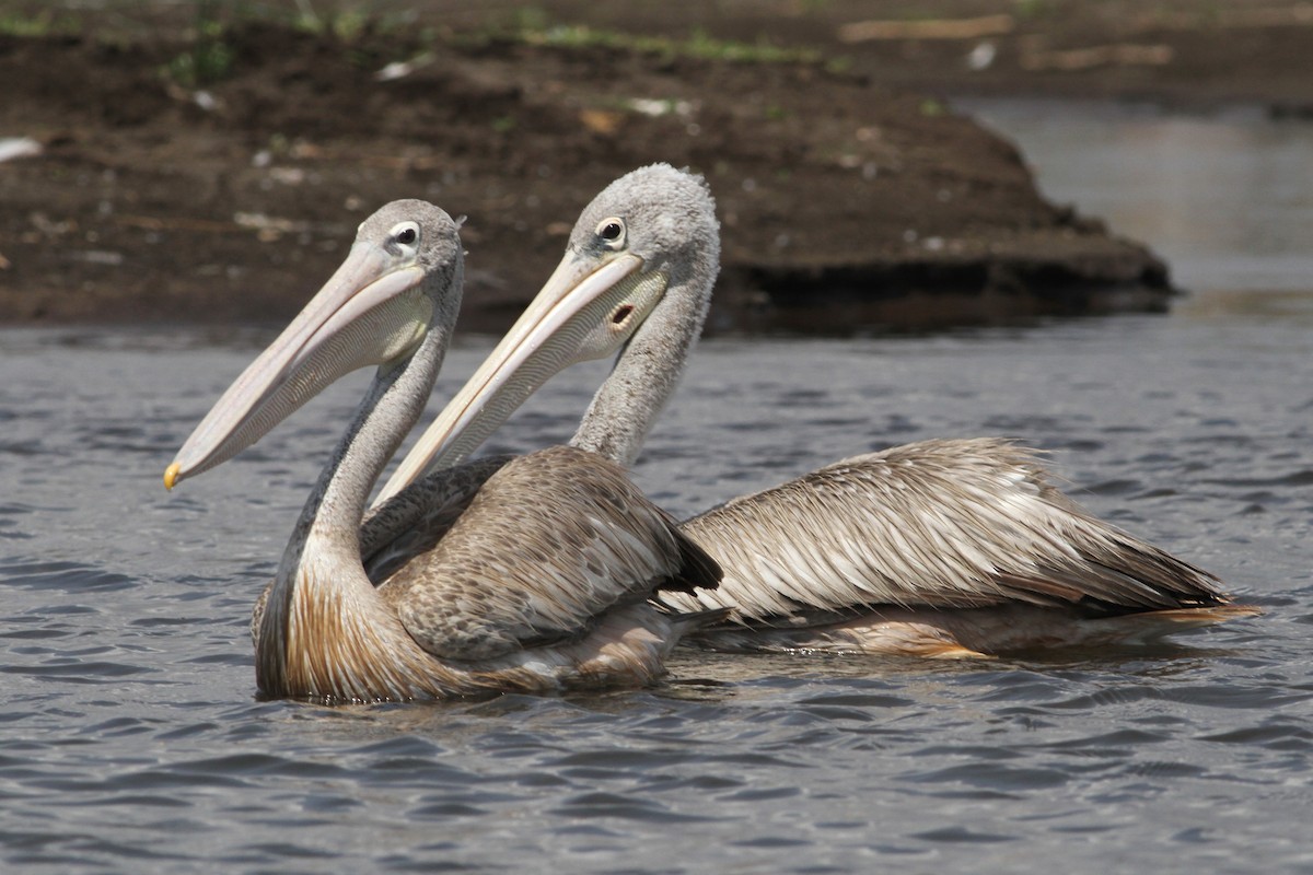 Pink-backed Pelican - ML334172761