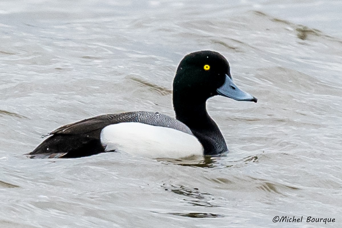 Greater Scaup - Michel Bourque