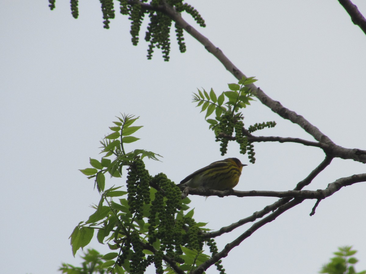 Cape May Warbler - ML334179071