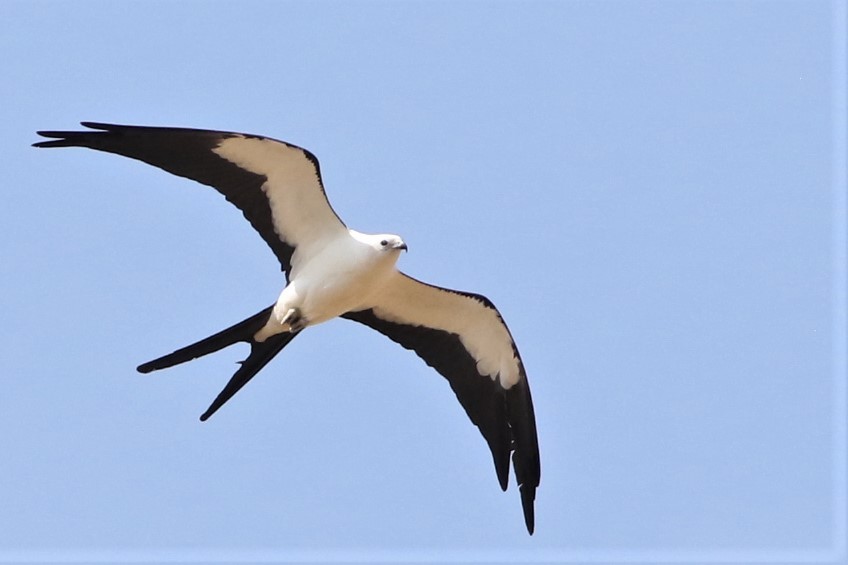Swallow-tailed Kite - ML334179991
