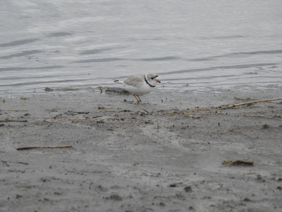Piping Plover - ML334182861