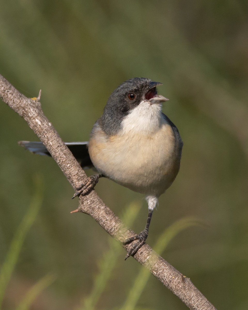 Black-capped Warbling Finch - ML334193011
