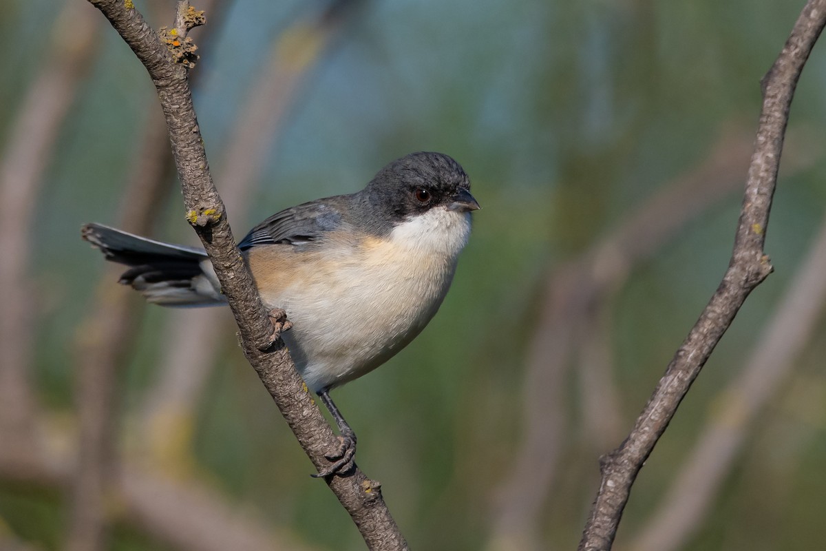 Black-capped Warbling Finch - ML334193051