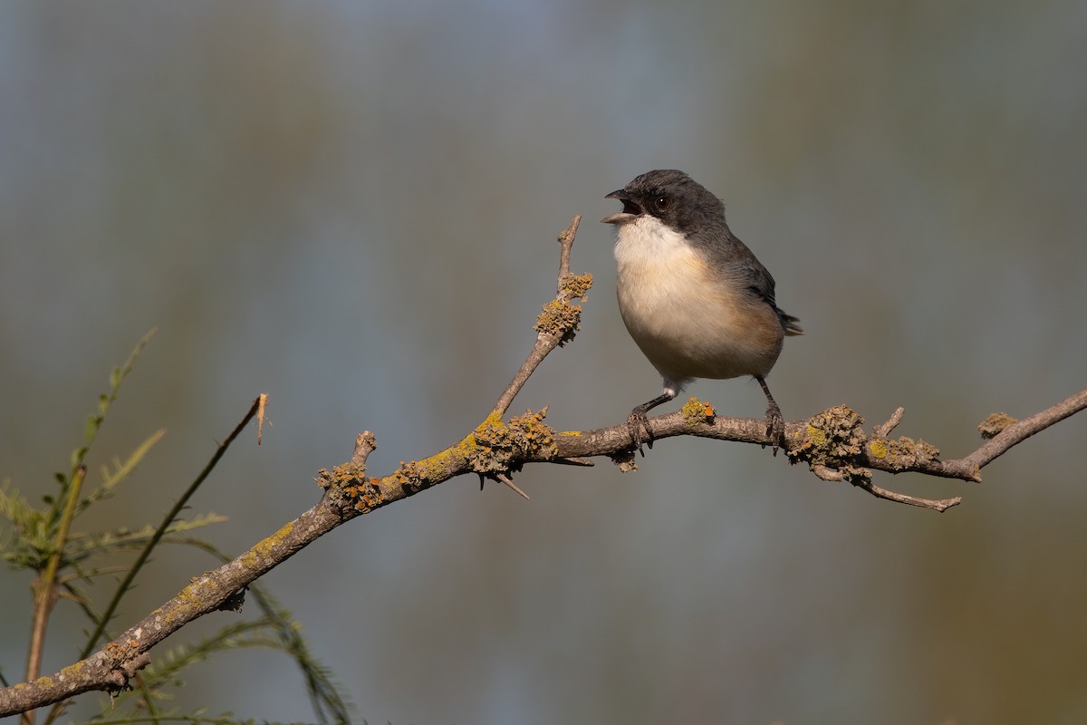 Black-capped Warbling Finch - ML334193151