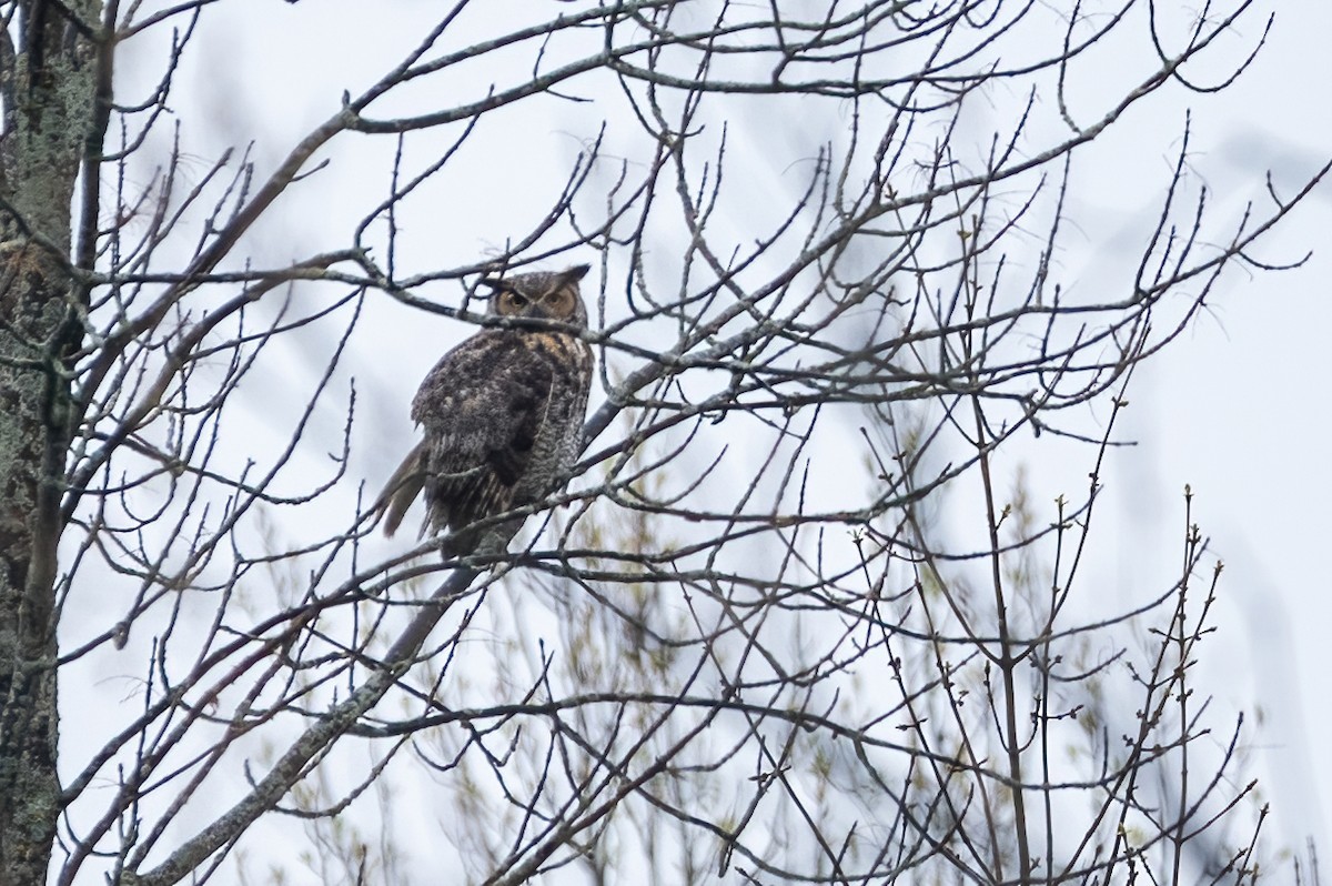 Great Horned Owl - ML334195881