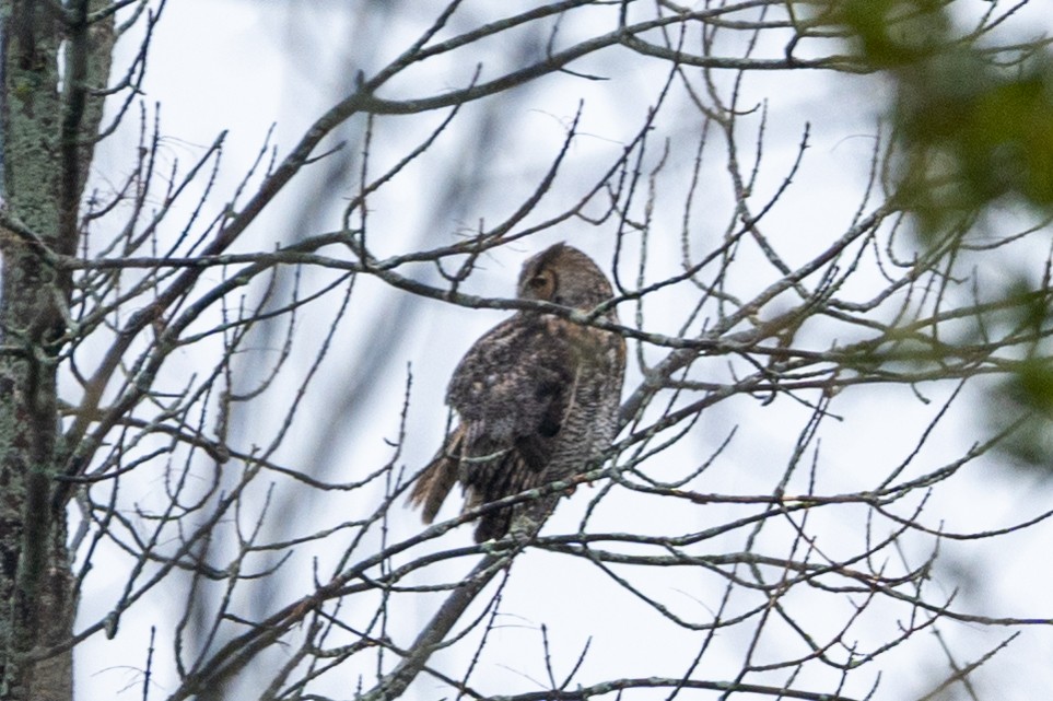 Great Horned Owl - ML334195901