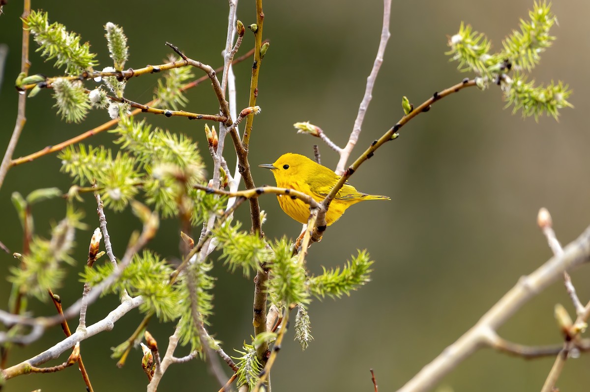 Yellow Warbler - ML334196381