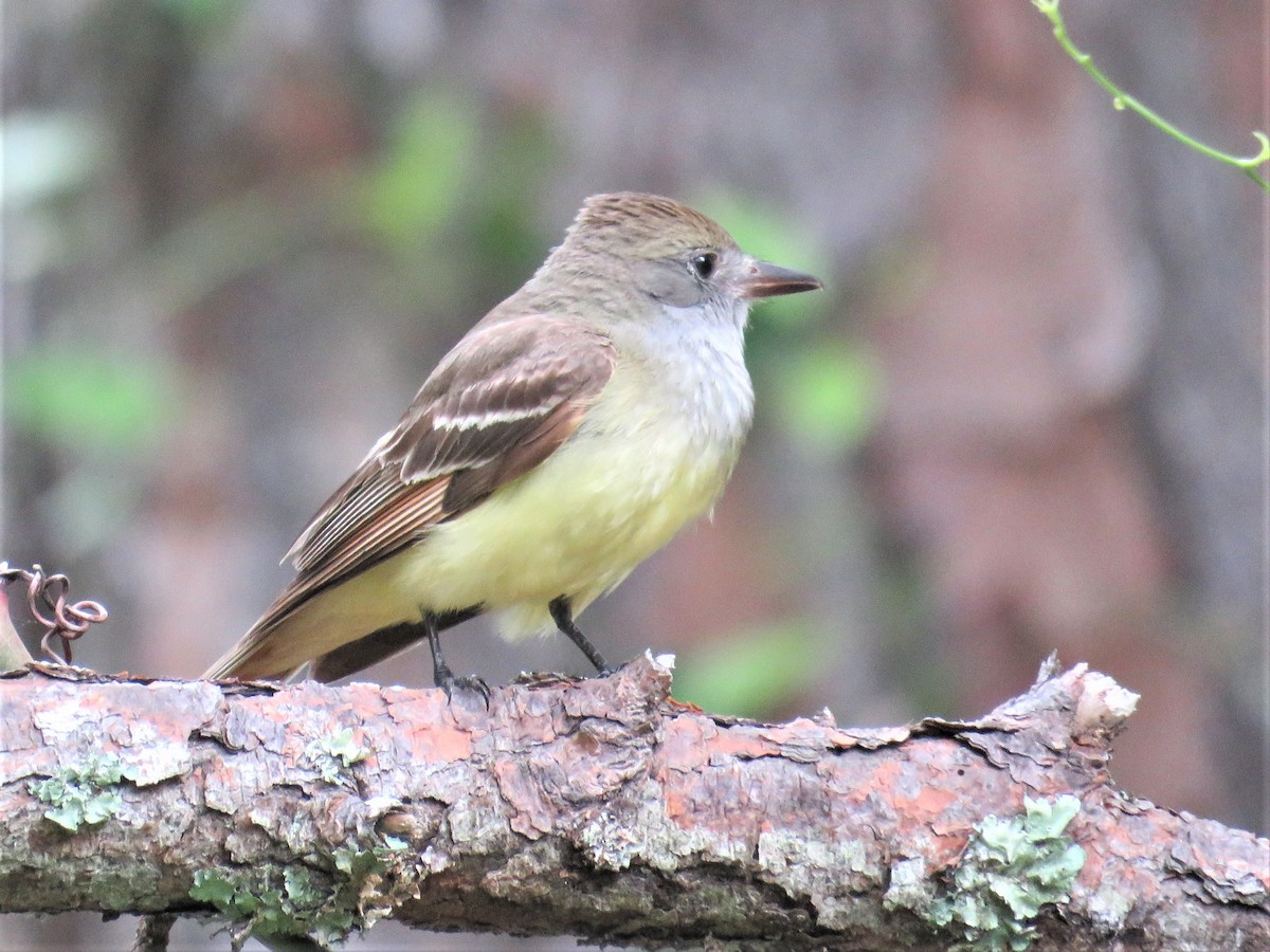 Great Crested Flycatcher - ML334196981