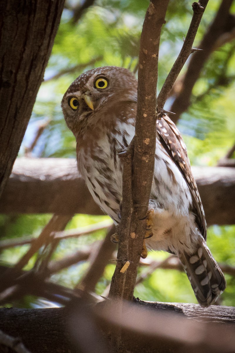 Pearl-spotted Owlet - ML334198891