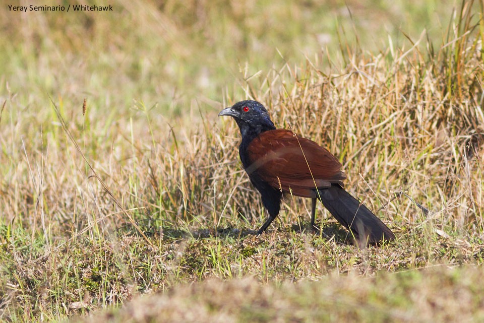 Greater Coucal - ML33420001