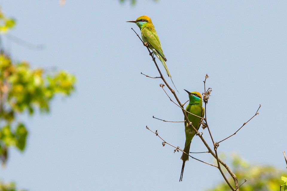 Asian Green Bee-eater - Yeray Seminario