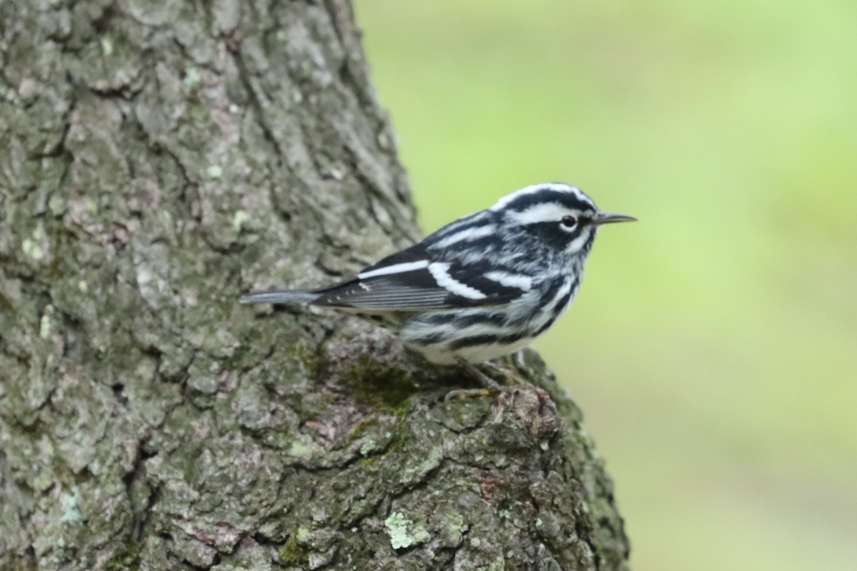 Black-and-white Warbler - ML334203431