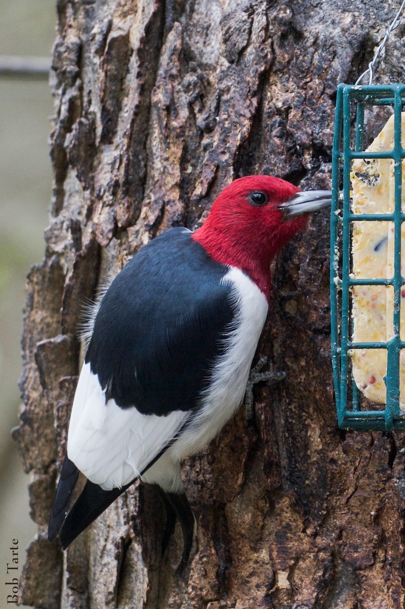 Red-headed Woodpecker - ML334206591
