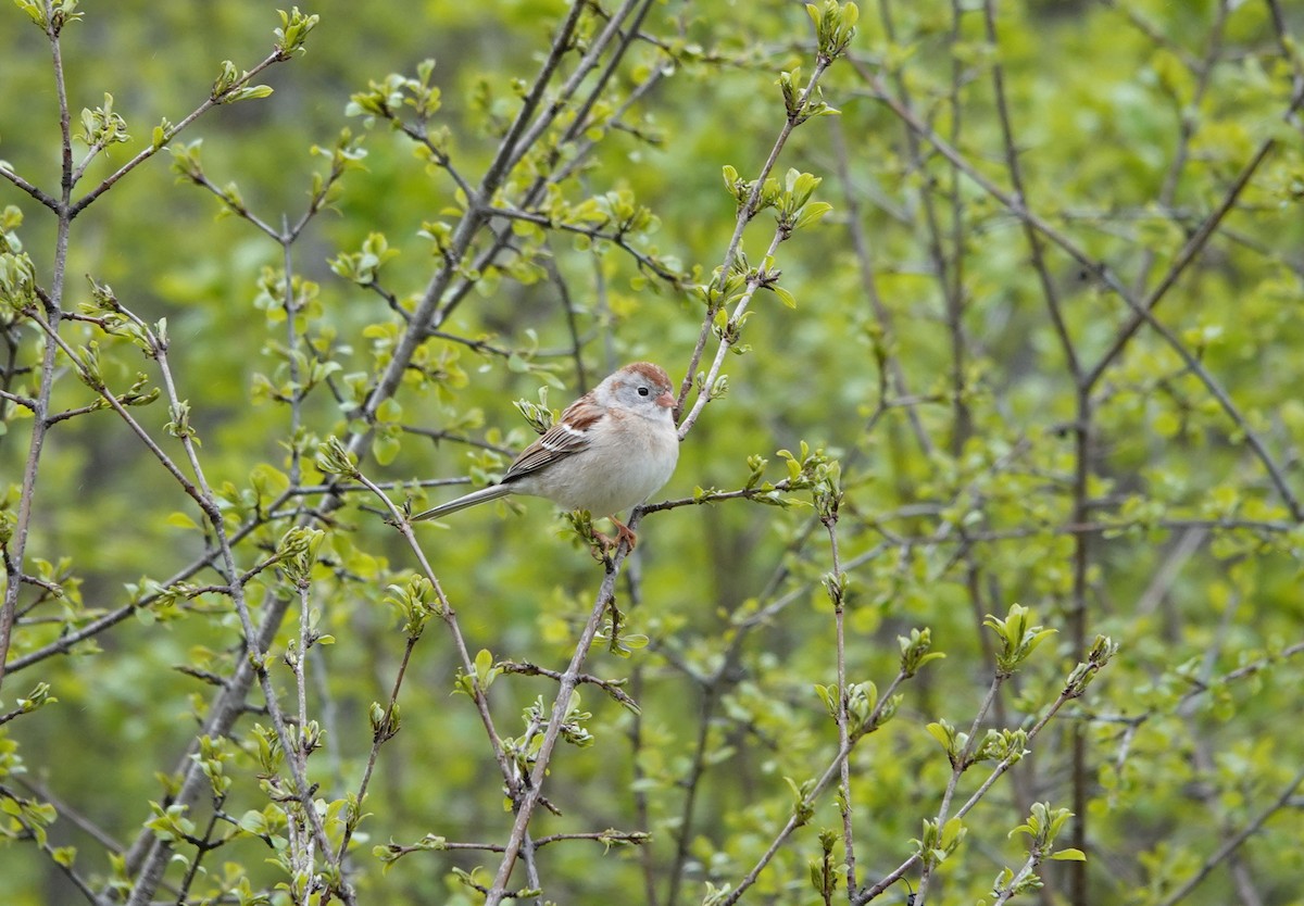 Field Sparrow - Maureen Mark