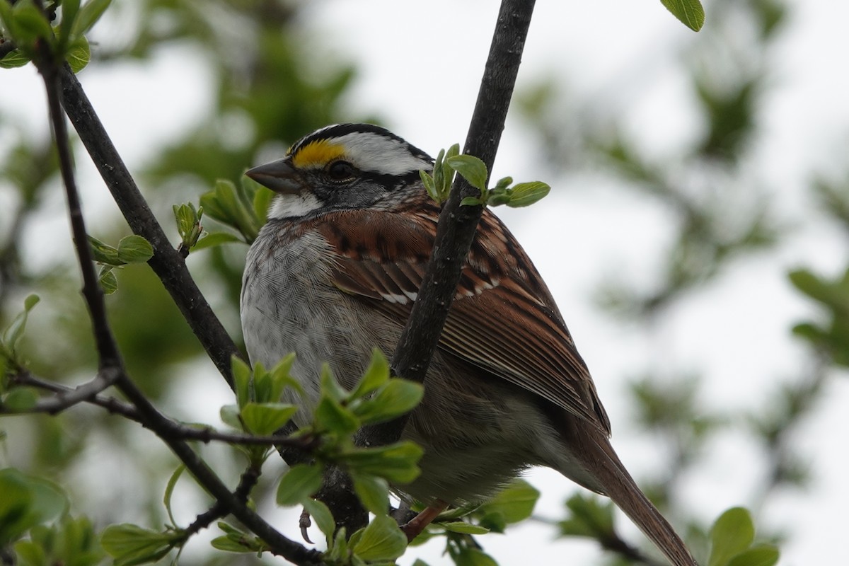 White-throated Sparrow - ML334209211