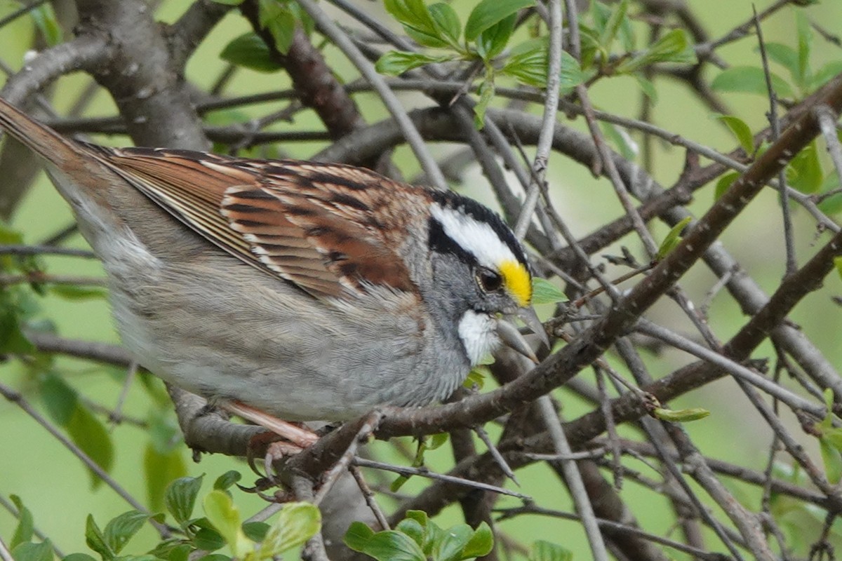 White-throated Sparrow - ML334209251